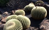 Kanárské ostrovy - Španělsko - Kanárské ostrovy, kaktusy zdobí suché 
vnitrozemí