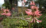 Španělsko - Španělsko - Kanárské ostrovy- ostrov Tenerife - botanická zahrada s četnými endemity